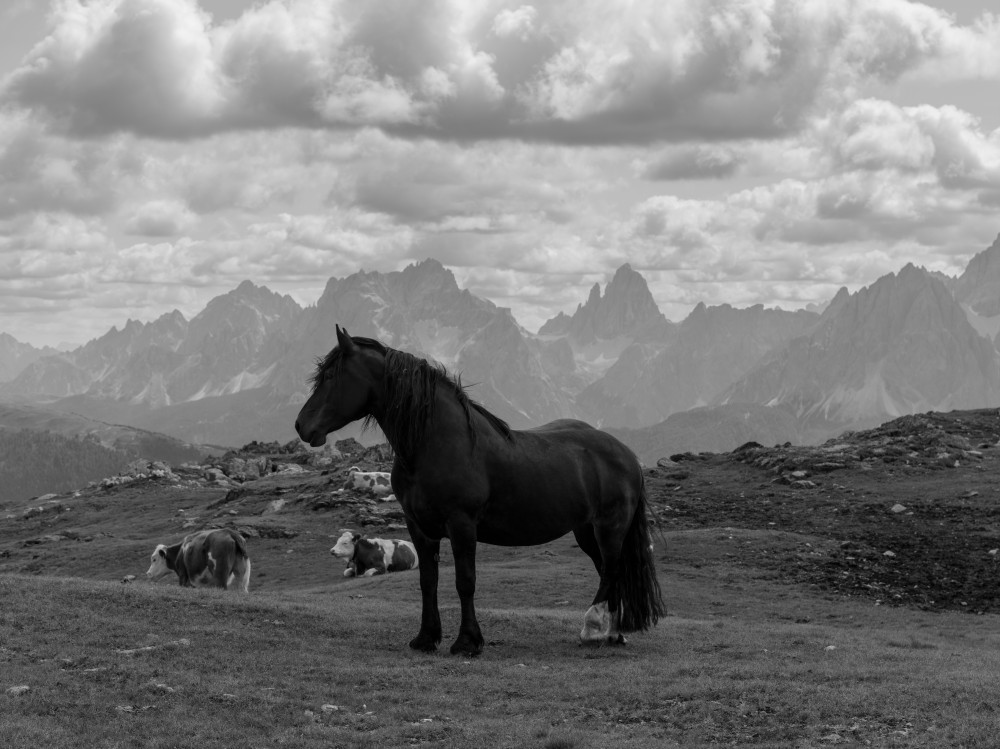 Italy, Wonderful Horse